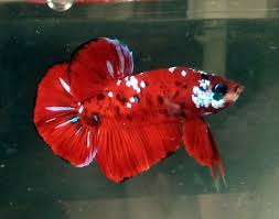 Betta Fish Betta Fish Ideas Bettafish Fishbetta Nice Fancy Red Galaxy Betta Fish 6 Months Old Full Block Colors 11 99 0 Bids Betta Fish Betta Fish