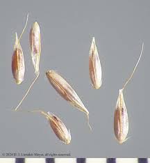 Image result for Agrostis