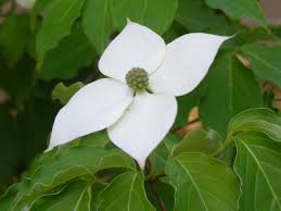 Image result for Cornaceae