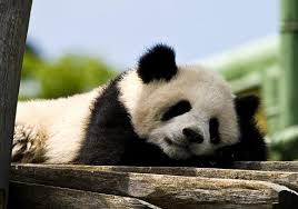 Panda Sleep Animals Cute Sleeping Animals Panda Bear Animals