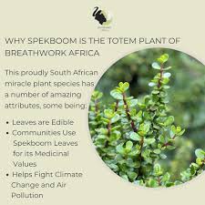 Image result for Aframomum spiroligulatum