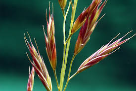 Image result for Bromus catharticus