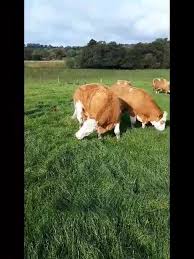 Kilbride Farm Simmentals were...