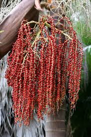 Given a shady spot, they grow slim and elegant, holding a crown of dark green leaves above a green crownshaft. Archontophoenix Cunninghamiana Wikiwand