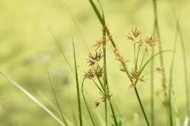 Image result for Pycreus flavidus