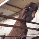 Viral Damascus 'Goat Monster' Is a Real Goat — You Should See Him ...
