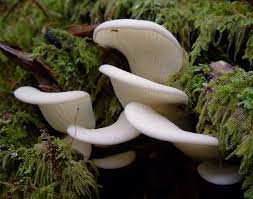 Pleurocybella Porrigens Angel S Wings Oyster Cogumelos Fungos Natureza