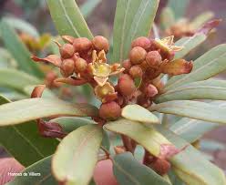 Image result for Rhoicissus revoilii