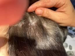 Image result for Feline Miliary Dermatitis