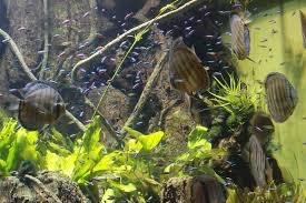 Discus Fish With Neon Tetra