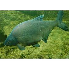 Aceste animale de ferma care ne asigra traiul sunt populare peste tot in lume. Pesti De Balta Toate Animalele