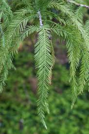Image result for Taxodium