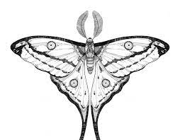 Comet Moth On Behance Moth Tattoo Body Art Tattoos Black And White Moth Tattoo