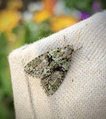 Image result for Cryphia algae