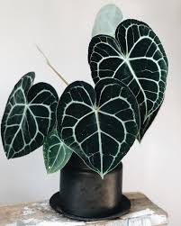 The anthurium clarinervium originates from southern mexico. Anna On Instagram Anthurium Clarinervium Has Been Growing Super Well Lately Anthuriumclarinervium Anthurium Cool Plants Plant Aesthetic