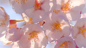 We saw this crossword clue on daily themed crossword game but sometimes you can find same questions during you play another crosswords. Spring Flowering Ornamental Trees Chicago Botanic Garden