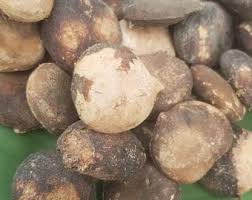 Image result for Thespesia garckeana