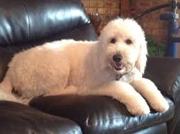 Like doodle.com, but p2p because it's powered by dat. Goldendoodle Kennel Services Facebook