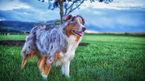 How To Groom A Dog | Shave And Bathe An Aussie - Youtube