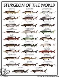 Sturgeon Facts Sturgeon Fish Fish Chart Fish