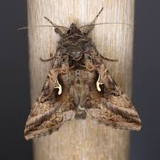 Image result for Autographa macrogamma