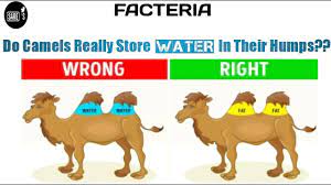 No matter the type, camels are usually found in the desert, prairie or steppe. What Do Camels Store In Their Humps How Do Camels Store Water Facteria Sare S Youtube