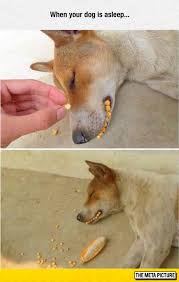 The Rare Corn Dog Funny Animals Funny Dogs Cute Funny Animals