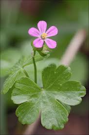 Two bills you want to get. Wednesday Weed Shining Cranesbill Bug Woman Adventures In London