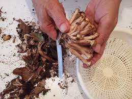 Maybe you would like to learn more about one of these? Funghi Chiodini Fritti