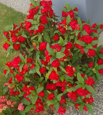 Image result for Euphorbia lissosperma