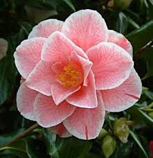 Camellia Japonica Lady Vansittart Plants Garden How Plants Camellia Japonica