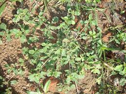 Image result for Zaleya