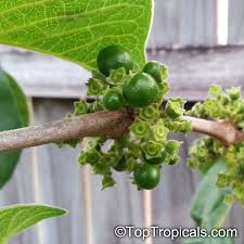 Image result for Vangueria infausta