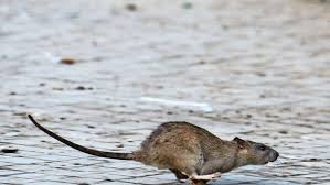 Nagetiere Esslinger Strasse Ist Fellbacher Ratten Hotspot Rems Murr Kreis Stuttgarter Zeitung