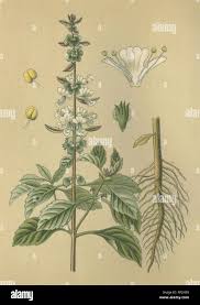 Image result for Ocimum basilicum