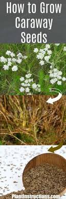 The caraway plant can thrive in zones three through eleven, depending upon the time of year. 32 Herb Caraway Ideas Herbs Caraway Seeds Plants