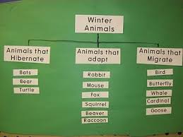 Hibernate pronunciation ˈhaɪ bərˌneɪt hi·ber·nate here are all the possible pronunciations of the word hibernate. Winter Wonderland Winter Animals Animals That Hibernate Winter Preschool