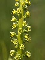 10:20 anjas garten reich 8 070 просмотров. Reseda Wikipedia