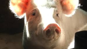 Instituția a precizat că au existat consultări cu asociațiile de fermieri și asociațiile procesatorilor de carne pentru stabilirea unor reguli de bună practică pentru creșterea. Daea Vrea SÄ Limiteze La Maximum 5 NumÄrul Porcilor CrescuÈi In GospodÄrie