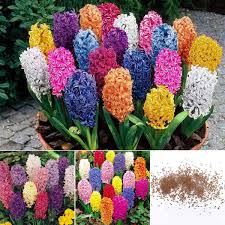 A beautiful set of 100 predefined uicolors, and uicolor methods, ready to use in your next ios project. Hyacinth Seeds Mixed Colormixed Hyacinths Assorted Color Hyacinth Bulbs Blue Pink White Purple 1000 Pcs Amazon In Garden Outdoors