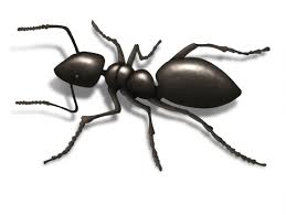 Check spelling or type a new query. Get Rid Of Moisture Ants Control And Identification