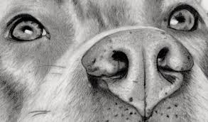 Risa Jenner Artist Page Drawings My Drawings Animal Drawings