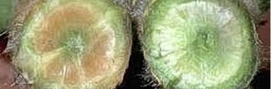 Image result for tomato seedling fusarium wilt