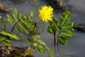 Image result for Neptunia oleracea