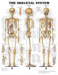 The Skeletal System Anatomical Chart Poster Print Prints At Allposters Com Human Skeleton Anatomy Human Bones Anatomy Skeletal System Anatomy