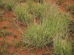 Image result for Enteropogon