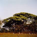 Image result for Brachystegia allenii × boehmii