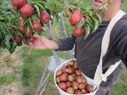 Comment Cueillir Des Fruits En Hauteur