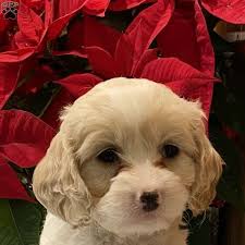 The puppies have been raised within a busy household and are well socialised with our three young children. Emily Cavachon Puppy For Sale In New York