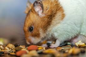 L Alimentation Du Hamster En Pratique Wanimoveto